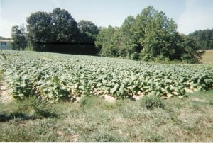 Tobacco, C.C.